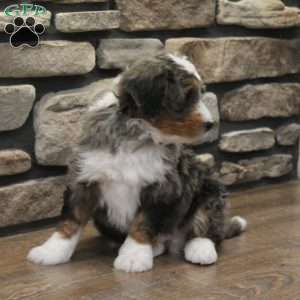 Wynston, Mini Bernedoodle Puppy